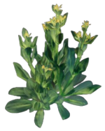 Mudas de Genciana em Enshrouded, uma planta com um ramo de folhas verdes e pequenas flores amarelas