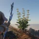 O personagem do jogador em Enshrouded puxa seu arco e aponta para uma planta com flores amarelas na beira de um penhasco.