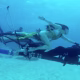 Um dublê segura um motorista de Jetovator durante uma das sessões de captura de performance subaquática de Avatar no Caribe