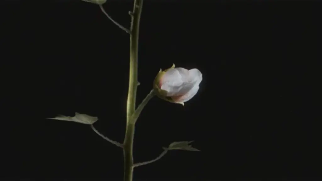 Uma malva-rosa fechada