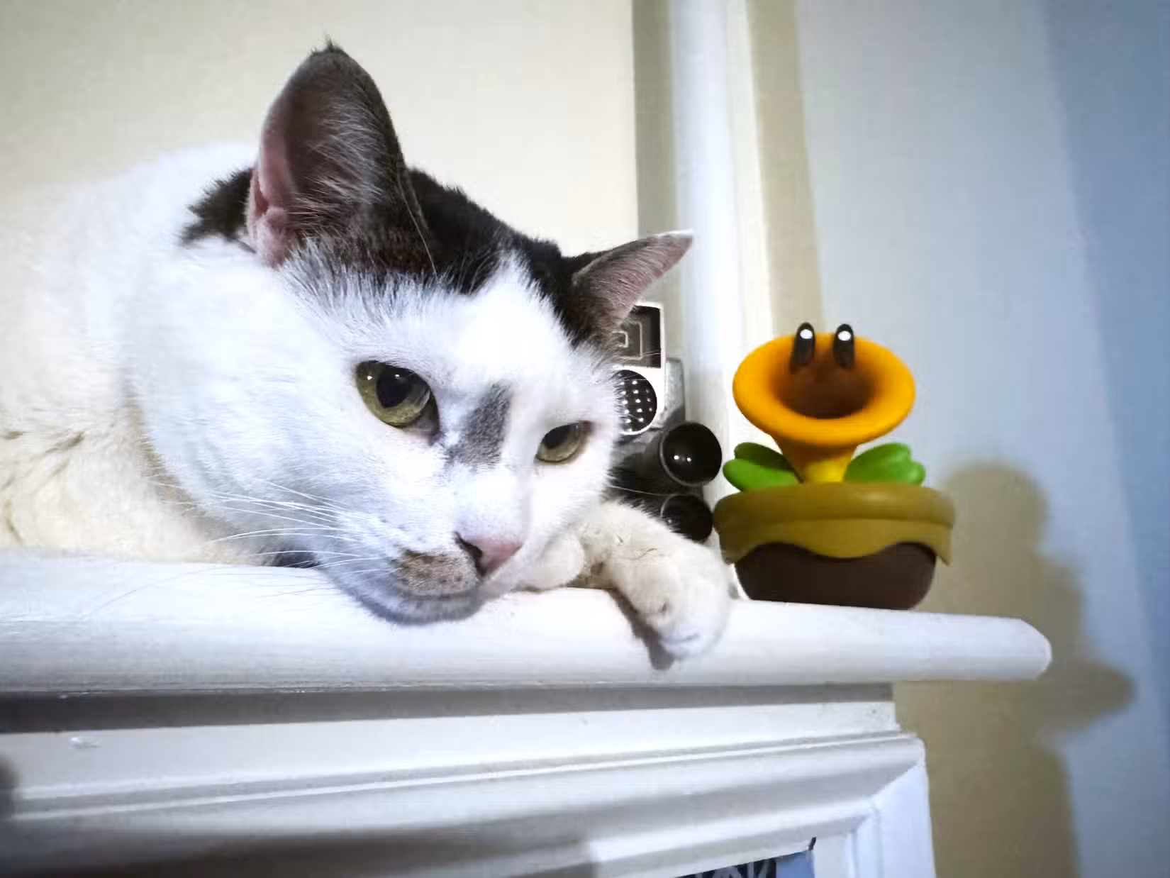 Um gato deitado ao lado de um brinquedo Talking Flower.