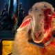 As filmagens da segunda temporada de Alien: Earth começam em breve e será um ‘show maior’