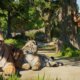 Planet Zoo 2 é anunciado com animais aquáticos e voadores; lançamento em outubro para PC, PS5 e Xbox Series