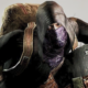 Mod Resident Evil Requiem adiciona comerciante de RE4