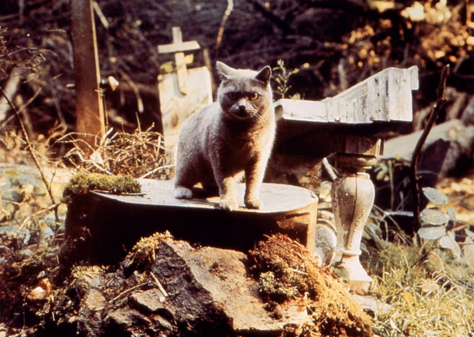 Pet