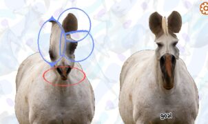 Horse Magnifier: The Full Horse chega ao Steam e vira o jogo mais curioso da semana