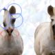 Horse Magnifier: The Full Horse chega ao Steam e vira o jogo mais curioso da semana