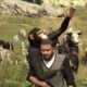 Mod de GTA 5 adiciona cachorros, gatos, vacas, leões e até um chimpanzé ao jogo