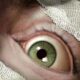 Sanitarium Enhanced: clássico de terror point-and-click ganha versão aprimorada em 2026