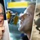 De Stephen King a Kiefer Sutherland: a improvável corrente que fez um cavalo de Metal Gear Solid 5 defecar sob comando