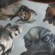 Star Wars Zero Company: melhores talentos para cada especialização