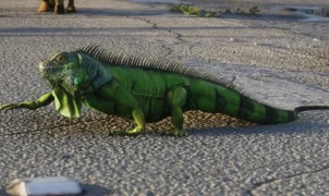 GTA 6 terá 170 espécies de animais, e já sabemos quais aparecem