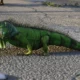 GTA 6 terá 170 espécies de animais, e já sabemos quais aparecem