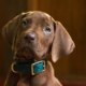 Scooby-Doo: Origins encerra gravações e ganha primeira imagem do cão; série chega em 2027