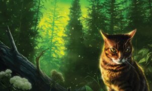 Nova espécie de gato selvagem é descoberta na Bolívia após 100 anos