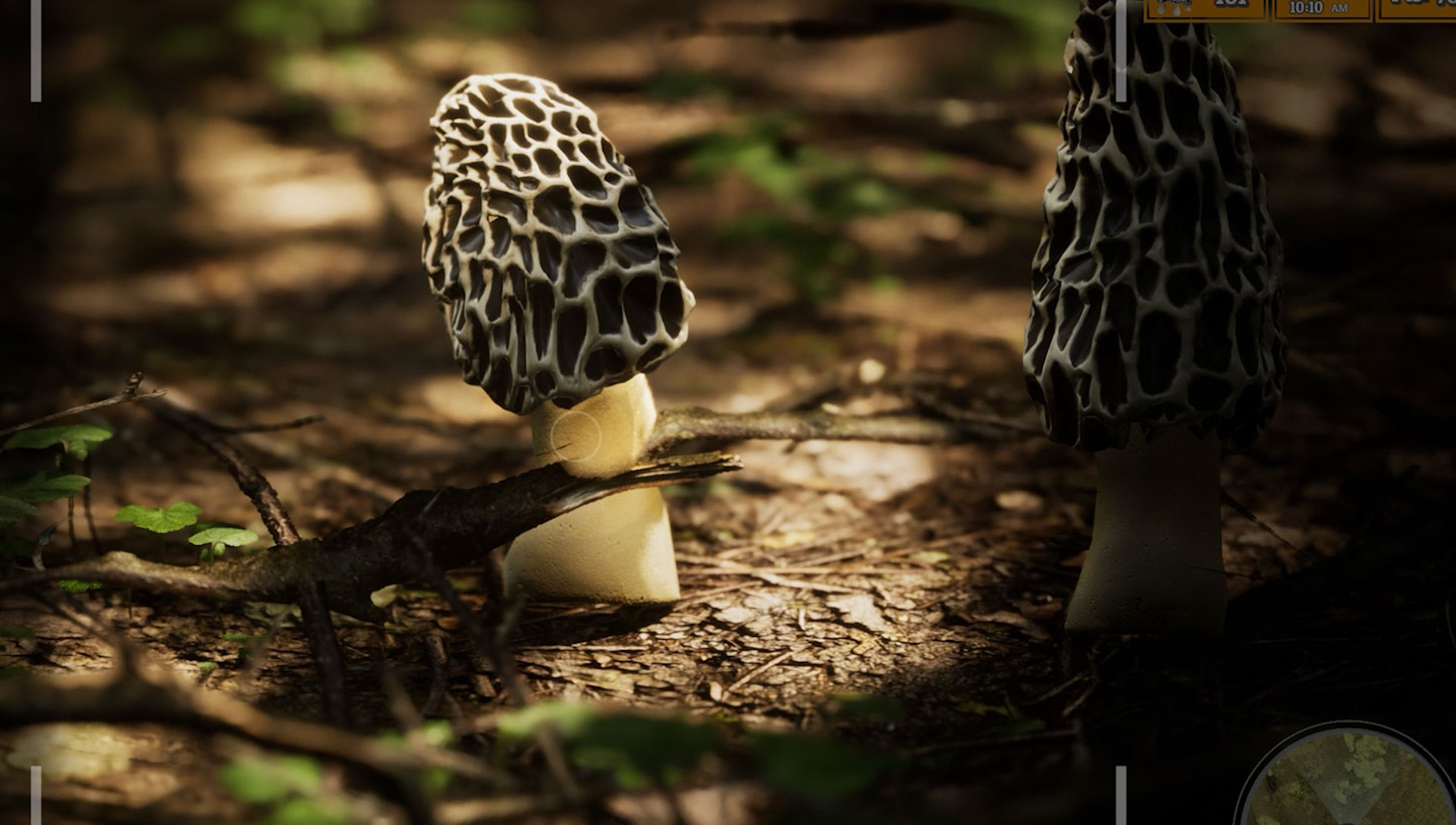 Morels: